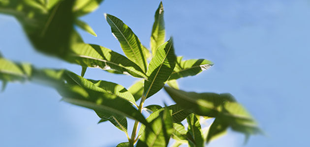 Our Verbena Ingredient, Verbena Leaves, Provence, Green, Natural, Organic, Fair Trade, Supporting Producers, Inspirational Producers, Respecting Biodiversity, Fresh, Revitalising, Lemony   