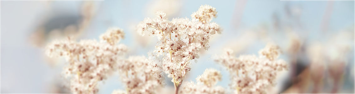 Meadowsweet Flowers, The Reine des P&eacute;rs, Illuminating Petals, Radiant White Flowers, Light Blue Sky, Reine Blanche, Ingredient 