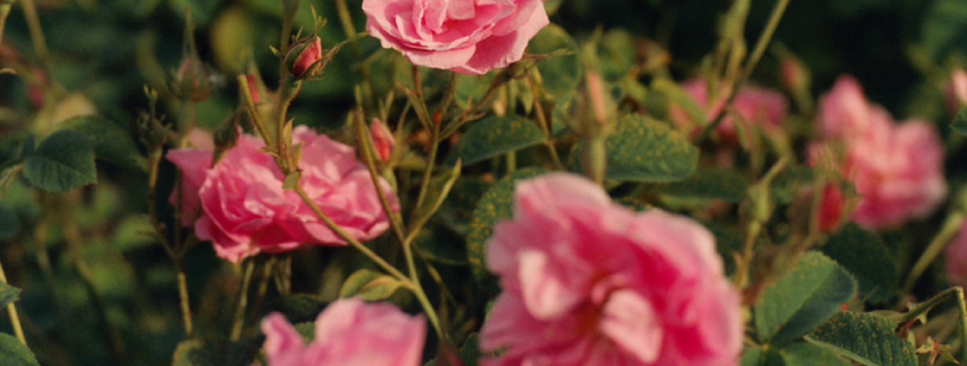 Rose Ingredient