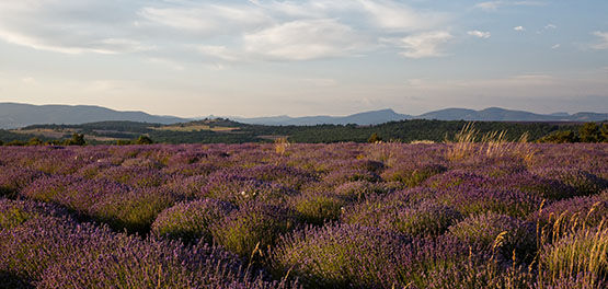 Lavender fields in Haute-Provence, L'OCCITANE Lavender, French Lavender, Organic, Natural, Fair Trade, Respecting Biodiversity, Ecology 