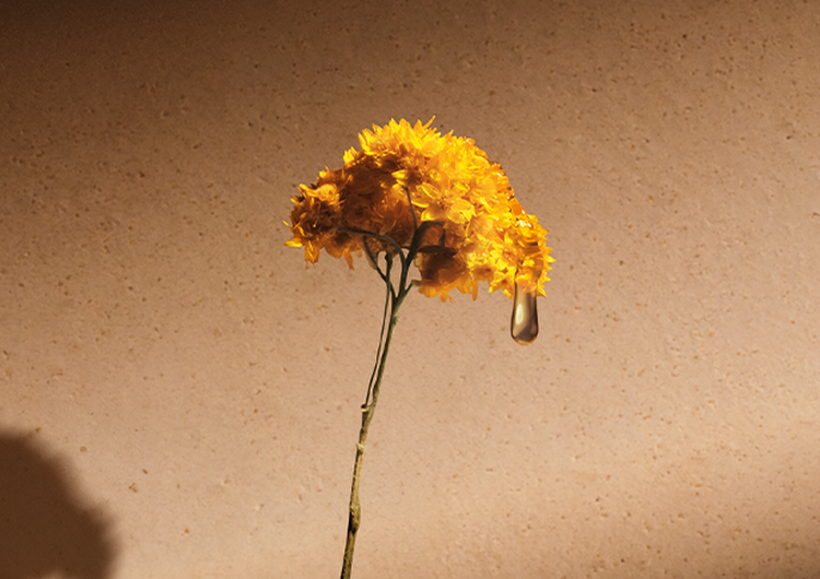 Immortelle Flowers