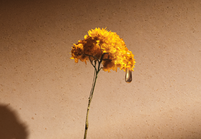Immortelle Flowers