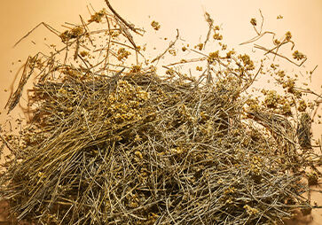 Step 3 of Art of Extraction for L'OCCITANE Immortelle divine cream 
