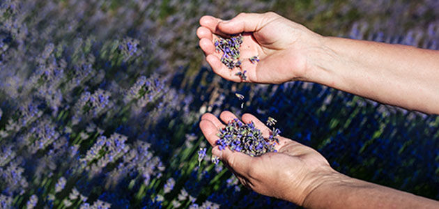 Our Inspirational Producer inspecting the Lavender within the fields of Haute-Provence, Fine French Lavender, L'OCCITANE Lavender  