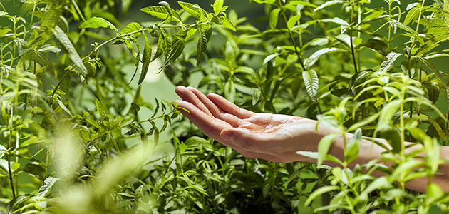 Green Fresh Organic Verbena Leaves, Summer, Strolling through Verbena Fields, Valued Partnership