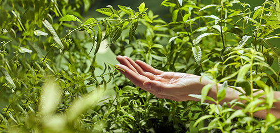 Green Fresh Organic Verbena Leaves, Summer, Strolling through Verbena Fields, Valued Partnership