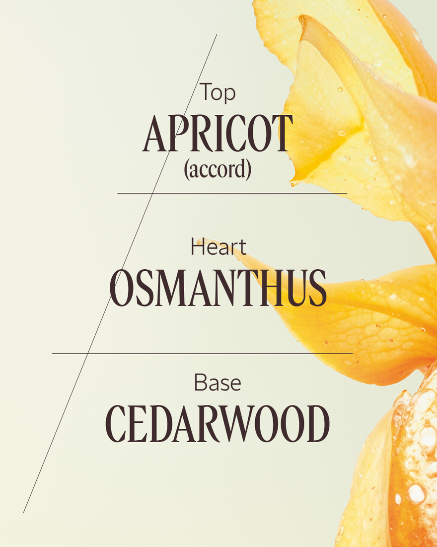 view 3/3 of Osmanthus Abricot Fragrance Collection, , RECT